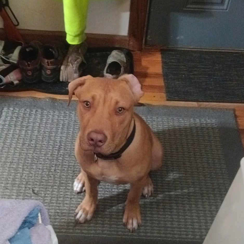 Kaine Apollo is registered to the contest to win money with this photo: animal, brown_dog, collar, curious, dog, domestic, door, flooring, household, indoor, mat, pet, portrait, rug, shoes, sitting, towels, waiting, wooden_floor, yellow_jacket