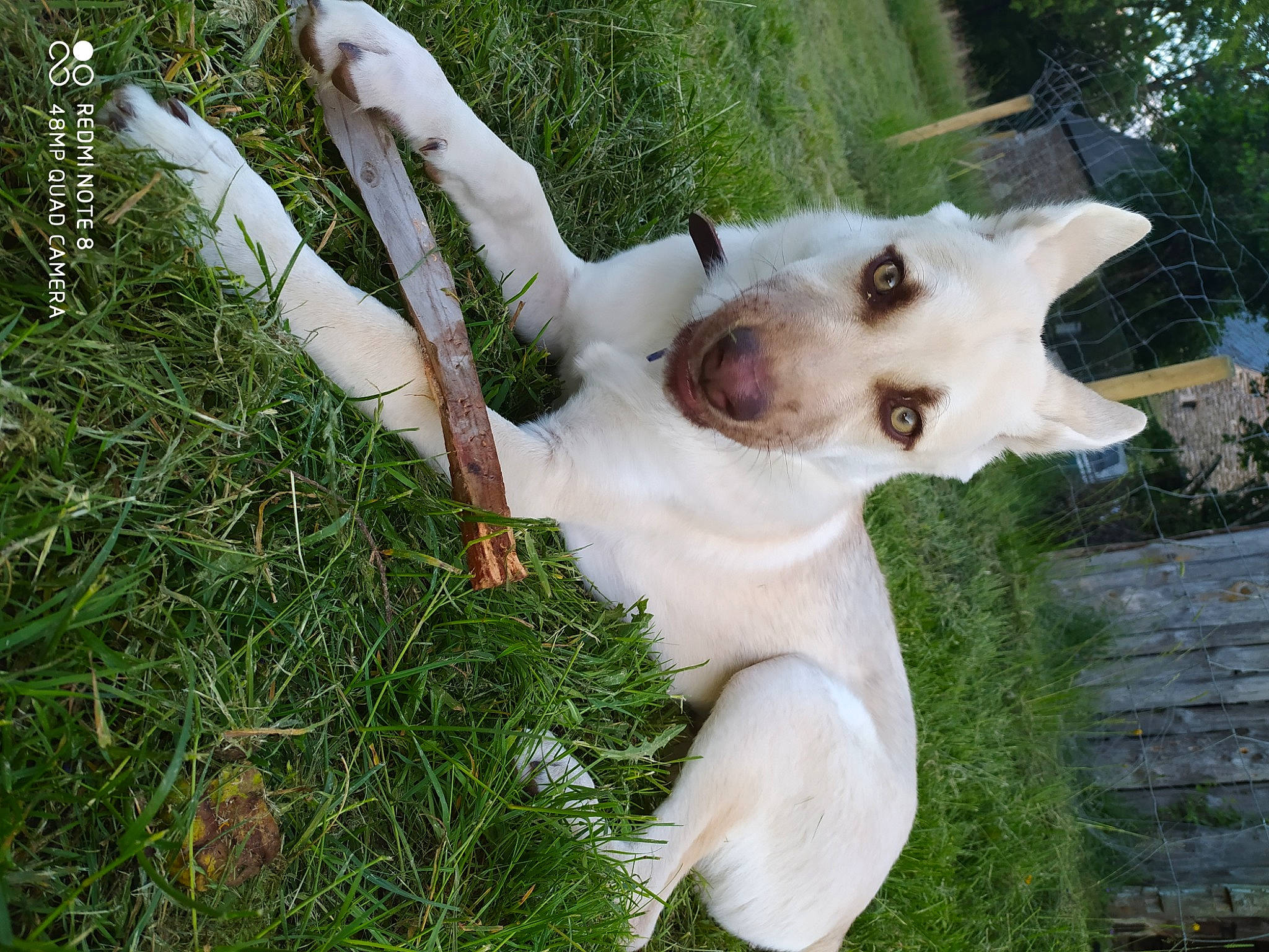 Rio a rejoint le concours — aidez-le/la à gagner de superbes lots ! canidae, carnivore, companion_dog, dog, dog_breed, ear, fawn, grass, labrador_retriever, plant, puppy, retriever, sporting_group, tail, white_shepherd