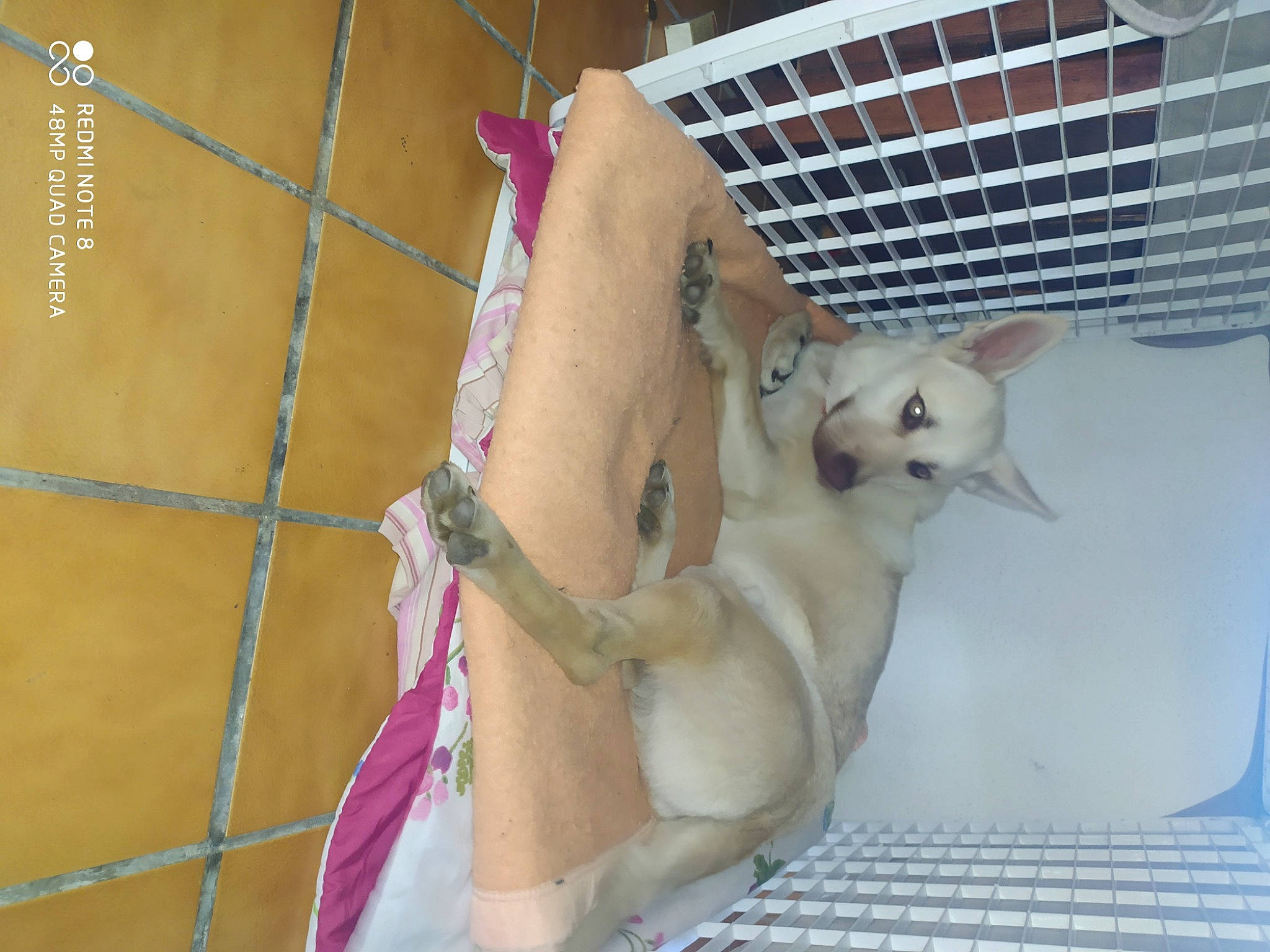 Rio participe au concours pour gagner de l'argent avec cette photo : animal_shelter, carnivore, cat, colorpoint_shorthair, fawn, felidae, small_to_medium_sized_cats, tail, tonkinese