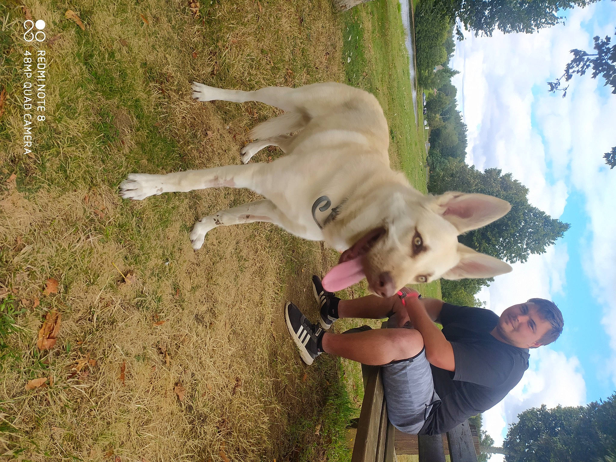 Rio a rejoint le concours — aidez-le/la à gagner de superbes lots ! canidae, carnivore, dog, dog_breed, fawn, labrador_retriever, retriever, sporting_group