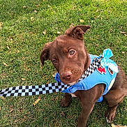 Violet joined the competition — help win amazing prizes! puppy, dog, brown_dog, blue_harness, leash, grass, outdoor, pet, cute, young_dog, playful, sitting, animal, canine, adorable, nature, friendly, eyes, fur, collar