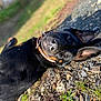 dog, black_dog, collar, outdoor, grass, gravel, ears, lying_down, sunlight, pet, animal, curious, closeup, nature, daylight, playful, muzzle, brown_collar, canine, resting