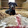 dog, barn, straw, toy, black_dog, tan_markings, collar, indoor, wooden_walls, window, pet, animal, resting, looking_at_camera, ears_floppy, floor, rustic, farming, domestic_animal, playful