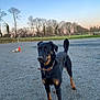 dog, black_dog, tan_markings, collar, outdoor, gravel, traffic_cone, trees, bare_trees, field, fence, twilight, sky, canine, pet, animal, standing, tail_up, alert, nature