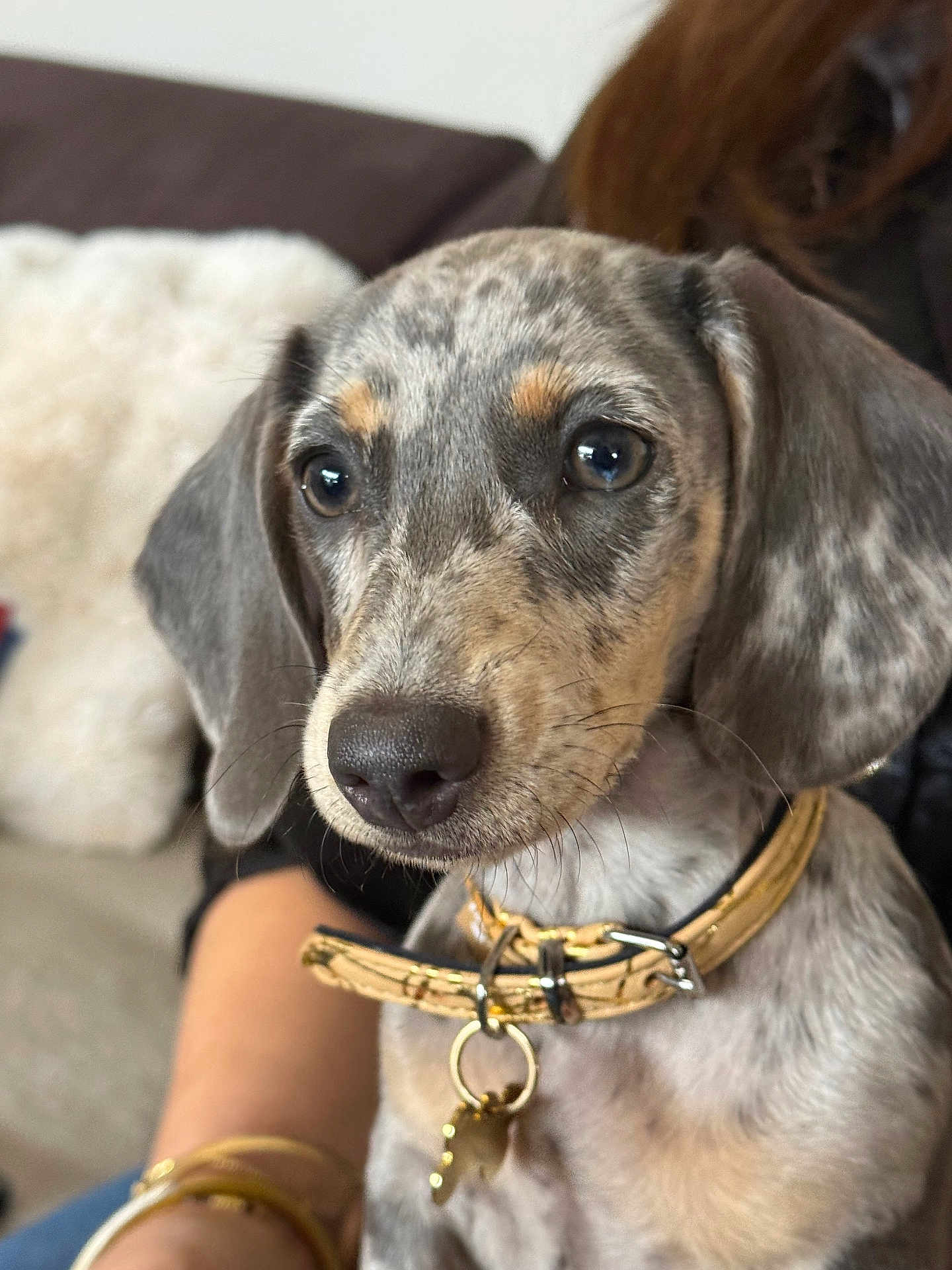 Perle a rejoint le concours — aidez-le/la à gagner de superbes lots ! puppy, dog, close_up, collar, pet, dappled, brown, gray, eyes, whiskers, fur, indoor, couch, person, arm, bracelet, cozy, cute, animal, domestic