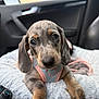 Perle participe au concours pour gagner de l'argent avec cette photo : puppy, dog, dachshund, pet, animal, cute, harness, car_interior, fluffy_cushion, close_up, adorable, looking_at_camera, small_dog, young_dog, indoor, seat, car_door, resting, soft_texture, fur
