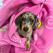 Perle participe au concours pour gagner de l'argent avec cette photo : puppy, dog, blanket, pink, cute, pet, animal, fur, ears, paw, lying_down, indoor, looking_at_camera, young, cozy, snuggled, adorable, spot, small, domestic_animal