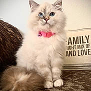 Tulip joined the competition — help win amazing prizes! animal, blue_eyes, cat, close_up, cozy, curious, cushion, domestic, feline, fluffy, furry_tail, home_decor, indoor, patterned_surface, pet, pink_collar, portrait, sitting, text, white_fur