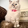 animal, blue_eyes, cat, close_up, cozy, curious, cushion, domestic, feline, fluffy, furry_tail, home_decor, indoor, patterned_surface, pet, pink_collar, portrait, sitting, text, white_fur