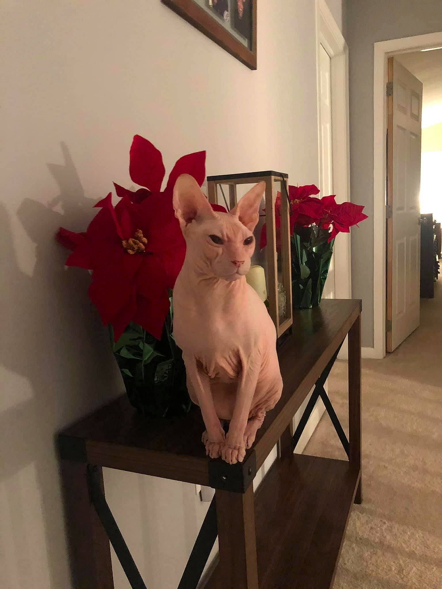 Dobby joined the competition — help win amazing prizes! art, carnivore, cat, fawn, felidae, flower, flowerpot, houseplant, interior_design, magenta, picture_frame, pink, plant, room, sculpture, small_to_medium_sized_cats, table, textile, whiskers, wood