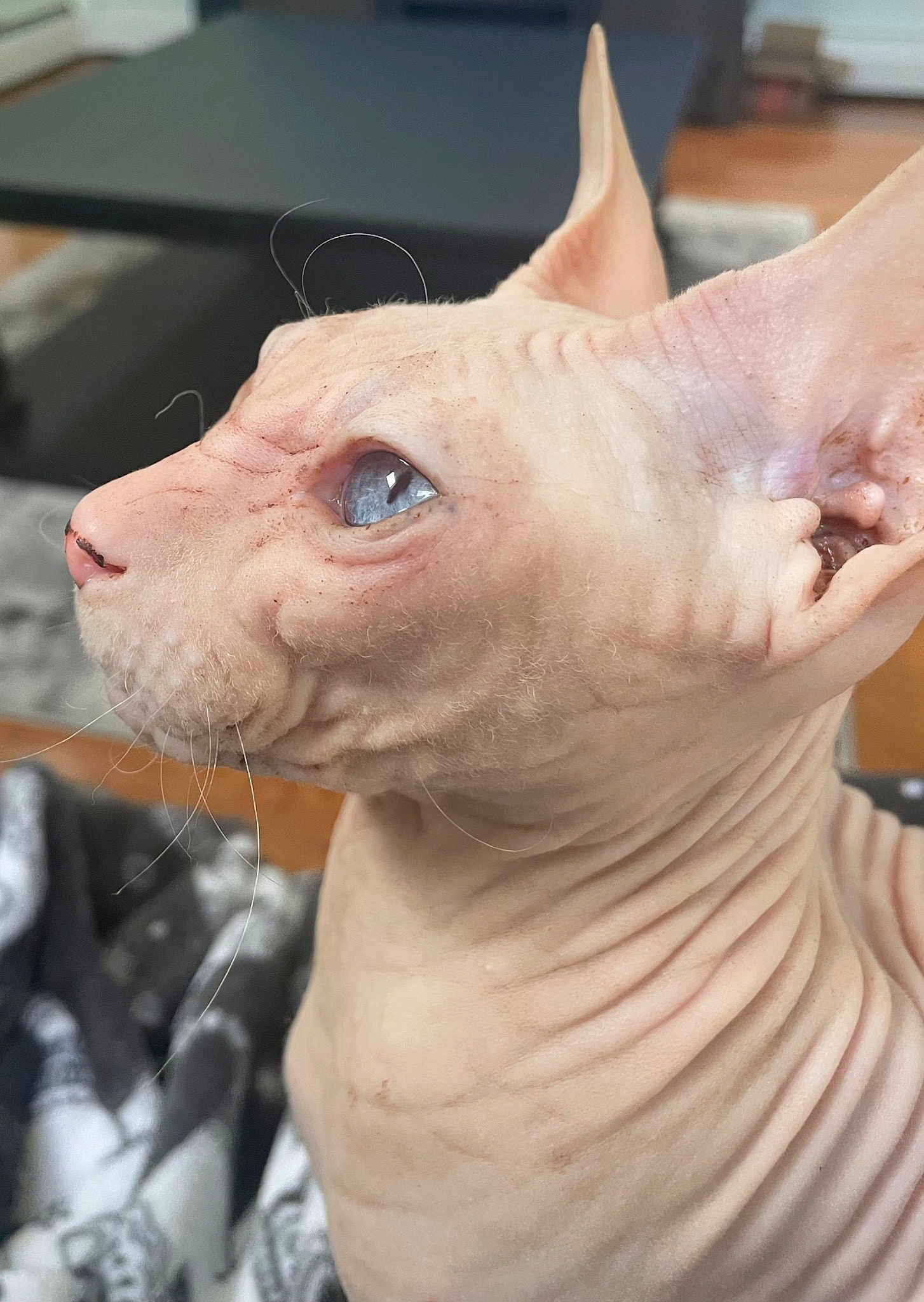 Dobby