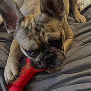 Hank joined the competition — help win amazing prizes! bed, bedding, blanket, brindle, chew_toy, chewing, closeup, dog, ears, french_bulldog, fur, indoor, paw, pet, pillow, playful, portrait, red_toy, snout, whiskers
