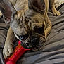 bed, bedding, blanket, brindle, chew_toy, chewing, closeup, dog, ears, french_bulldog, fur, indoor, paw, pet, pillow, playful, portrait, red_toy, snout, whiskers