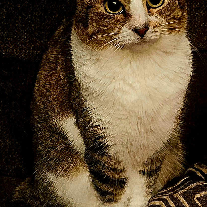 Biscuit is registered to the contest to win money with this photo: cat, tabby_cat, white_chest, pet, animal, sitting, portrait, front_view, large_eyes, pointed_ears, whiskers, fur, striped_fur, indoor, cushion, patterned_fabric, dark_background, cozy, serious_expression, photography