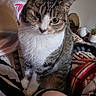 Biscuit joined the competition — help win amazing prizes! cat, tabby_cat, white_chest, pet, animal, feline, portrait, close_up, sitting, indoors, blanket, bed, cozy, whiskers, ears, green_eyes, fur, striped_fur, houseplant, lamp
