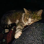 Biscuit joined the competition — help win amazing prizes! cat, tabby_cat, white_paws, sleeping, sleepy, relaxed, lying_down, pet, furry, whiskers, ears, paws, indoors, blanket, couch, cozy, portrait, close_up, low_light, domestic_animal