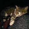 cat, tabby_cat, white_paws, sleeping, sleepy, relaxed, lying_down, pet, furry, whiskers, ears, paws, indoors, blanket, couch, cozy, portrait, close_up, low_light, domestic_animal