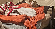 Biscuit joined the competition — help win amazing prizes! cat, feline, pet, sitting, bed, bedroom, blanket, bedding, rumpled_bedding, orange_blanket, gray_blanket, indoor, home, bedroom_decor, wall_tapestry, landscape, mountains, wood_floor, shoes, cozy