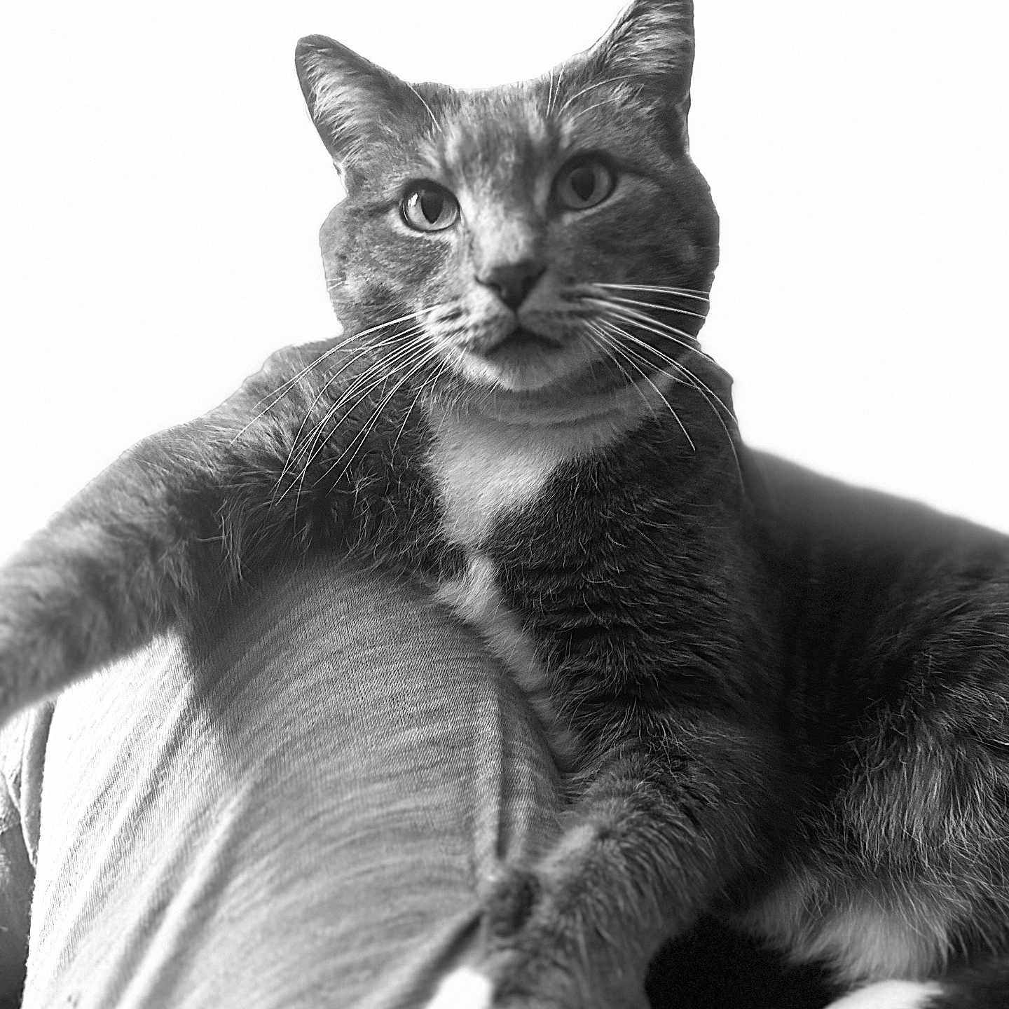 Maverick joined the competition — help win amazing prizes! abyssinian, animal, blackcat, cat, couch, egyptiancat, face, furniture, head, kitten, manx, person, pet, photography, portrait, siamese