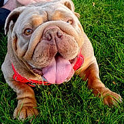 Poppy joined the competition — help win amazing prizes! animal, brown_dog, bulldog, canine, closeup, collar, cute, dog, friendly, grass, happy, lying_down, nature, outdoor, pet, playful, summer, tongue, tongue_out, wrinkles