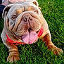 animal, brown_dog, bulldog, canine, closeup, collar, cute, dog, friendly, grass, happy, lying_down, nature, outdoor, pet, playful, summer, tongue, tongue_out, wrinkles
