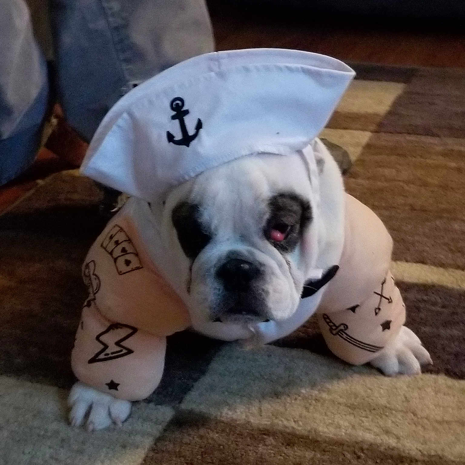 Chaplin is registered to the contest to win money with this photo: american_bulldog, australian_bulldog, bulldog, canidae, carnivore, companion_dog, dog, dog_breed, dorset_olde_tyme_bulldogge, mammal, non_sporting_group, nose, old_english_bulldog, olde_english_bulldogge, puppy_love, snout, toy_bulldog, valley_bulldog, vertebrate, white_english_bulldog