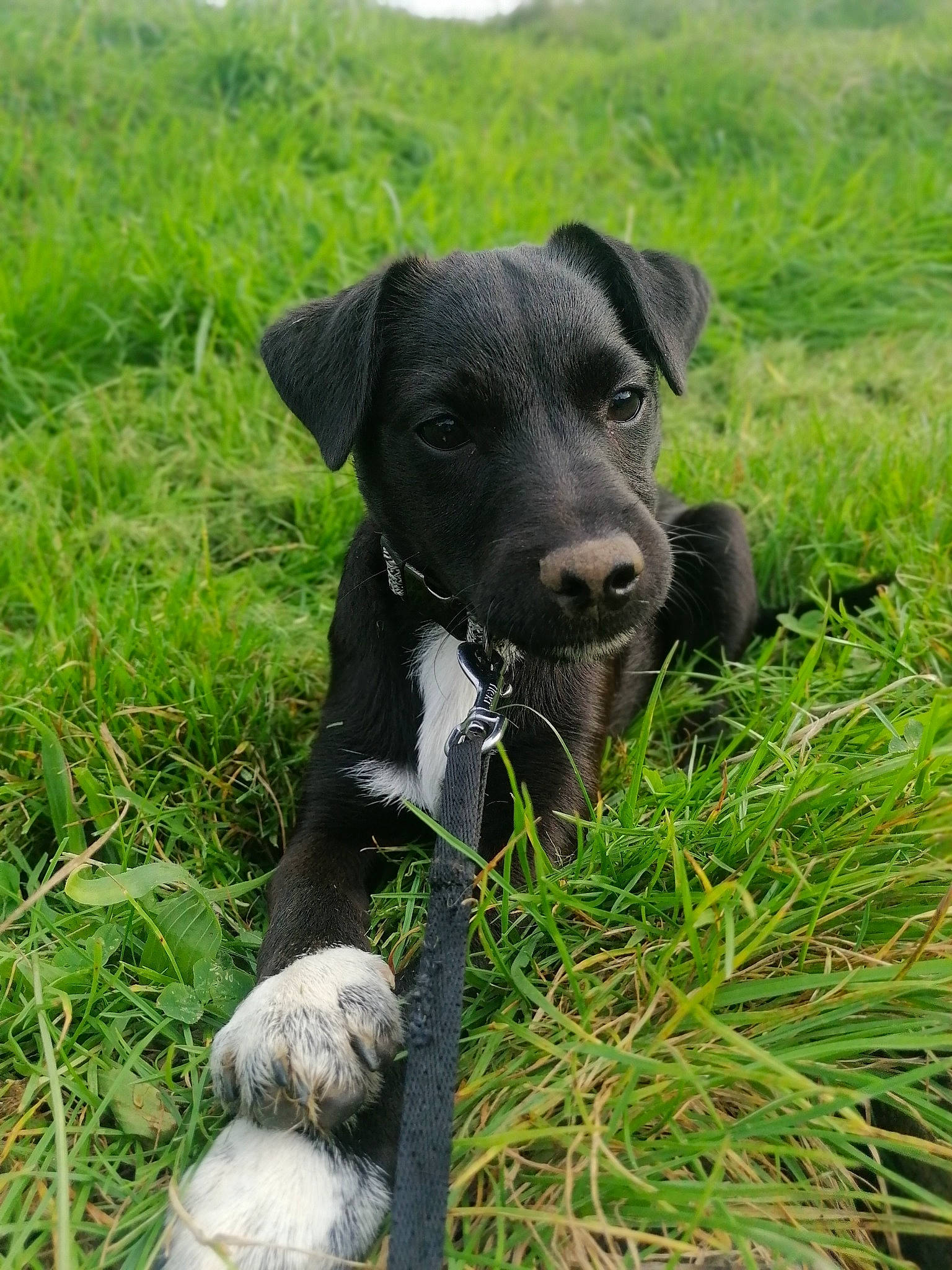 Beanie is registered to the contest to win money with this photo: borador, canidae, carnivore, collar, companion_dog, dog, dog_breed, dog_collar, fawn, grass, grassland, groundcover, hat, hierochloe, pasture, plant, prairie, snout, terrestrial_animal, working_animal