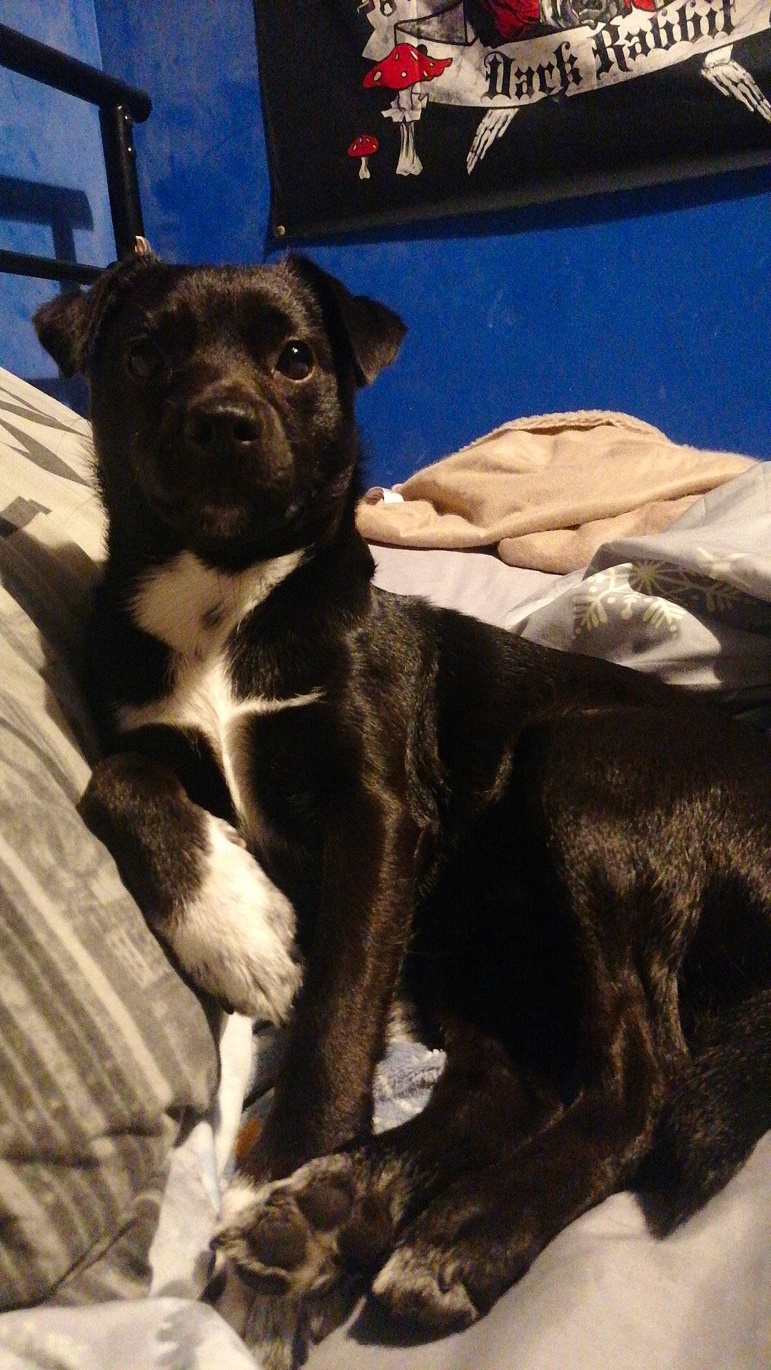 Beanie joined the competition — help win amazing prizes! borador, canidae, carnivore, collar, comfort, companion_dog, dog, dog_breed, dog_collar, fawn, fur, guard_dog, non_sporting_group, snout, sporting_group, terrestrial_animal, whiskers, working_animal, working_dog