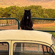 Miss Kitty joined the competition — help win amazing prizes! black_cat, cat, car_roof, vintage_car, fence, trees, mountains, outdoor, sunset_light, animal, pet, nature, rural, farm, field, window, vehicle, calm, sitting, collar
