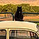 Miss Kitty