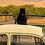 black_cat, cat, car_roof, vintage_car, fence, trees, mountains, outdoor, sunset_light, animal, pet, nature, rural, farm, field, window, vehicle, calm, sitting, collar