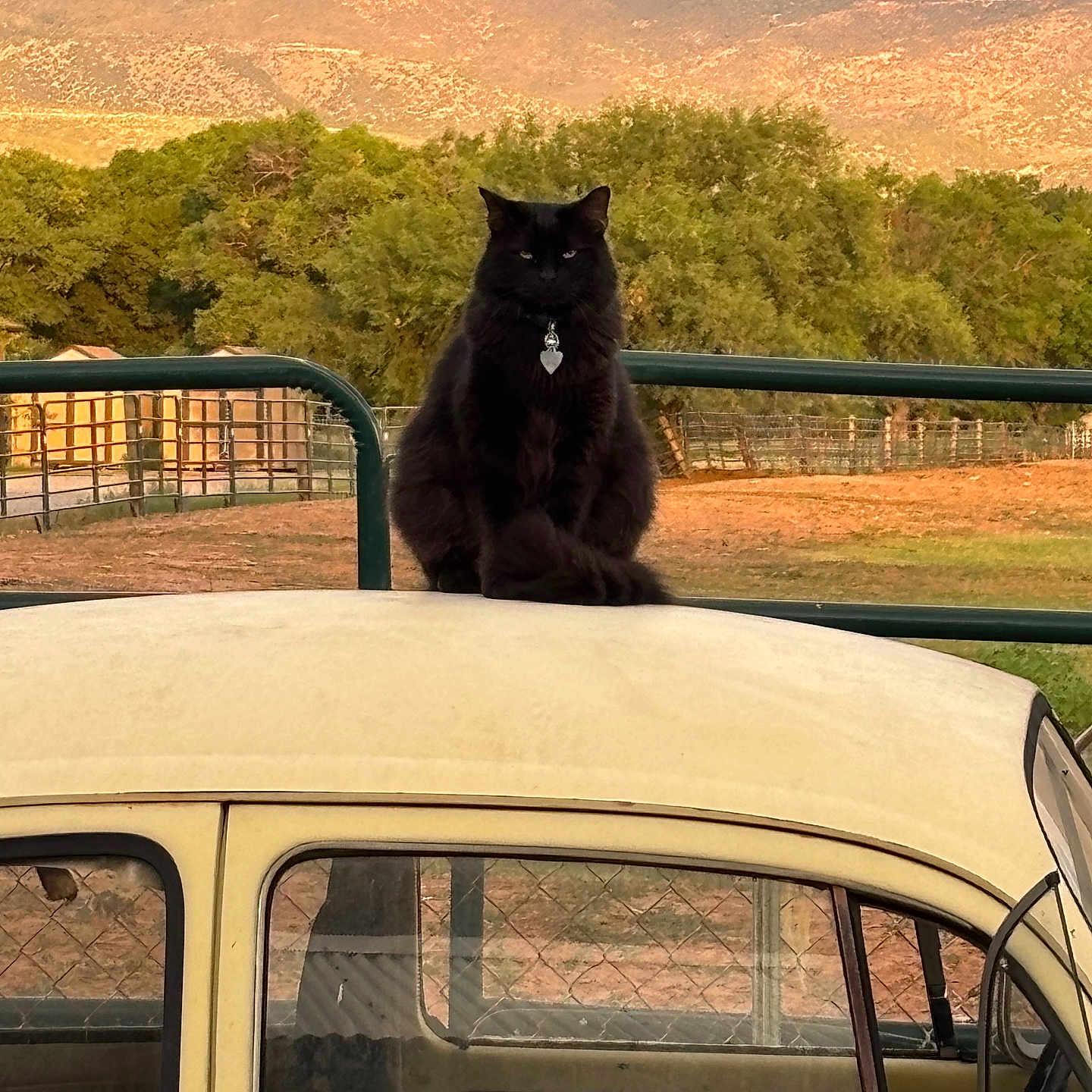 Miss Kitty joined the competition — help win amazing prizes! animal, black_cat, calm, car_roof, cat, collar, farm, fence, field, mountains, nature, outdoor, pet, rural, sitting, sunset_light, trees, vehicle, vintage_car, window