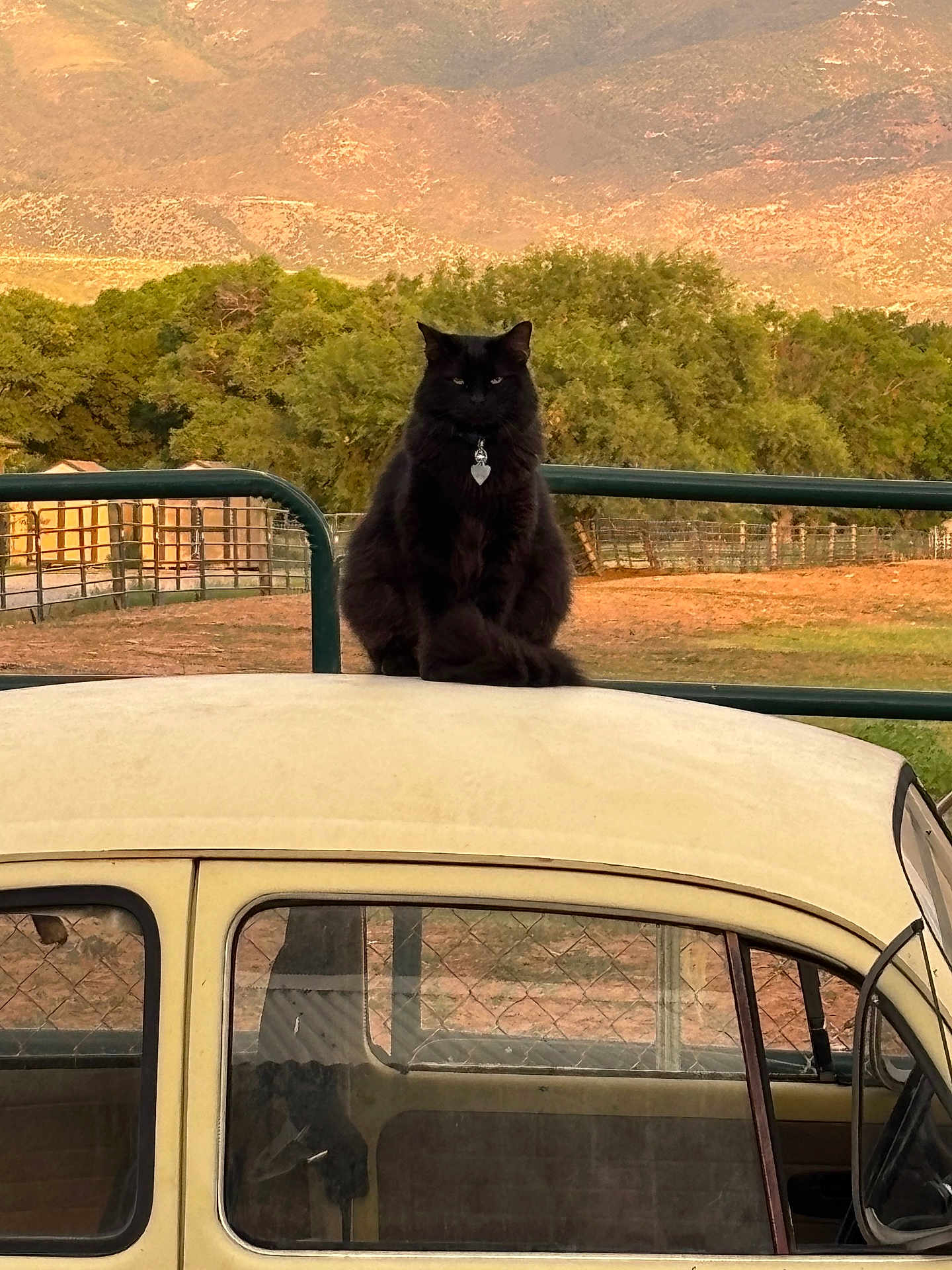 Miss Kitty joined the competition — help win amazing prizes! black_cat, cat, car_roof, vintage_car, fence, trees, mountains, outdoor, sunset_light, animal, pet, nature, rural, farm, field, window, vehicle, calm, sitting, collar