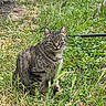 Tigrou participe au concours pour gagner de l'argent avec cette photo : animal, backyard, cat, daylight, ears, feline, fur, garden, garden_bed, grass, greenery, hose, outdoors, pet, portrait, sitting, striped_fur, tabby_cat, weeds, whiskers