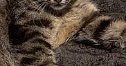 Tigrou participe au concours pour gagner de l'argent avec cette photo : animal, blanket, brown_fur, cat, close_up, cozy, ears, eyes, feline, gray_fur, indoor, lying_down, paws, pet, photography, portrait, relaxed, striped_fur, tabby_cat, whiskers