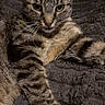 Tigrou participe au concours pour gagner de l'argent avec cette photo : cat, tabby_cat, feline, pet, animal, whiskers, ears, eyes, paws, striped_fur, brown_fur, gray_fur, lying_down, relaxed, indoor, blanket, cozy, portrait, close_up, photography