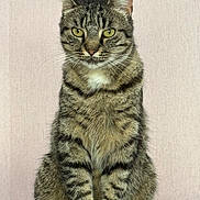 Tigrou a rejoint le concours — aidez-le/la à gagner de superbes lots ! cat, tabby_cat, striped_fur, green_eyes, sitting, upright, portrait, centered, indoor, blanket, gray_fur, brown_fur, whiskers, ears, animal, pet, serious_expression, soft_lighting, plain_background, close_up