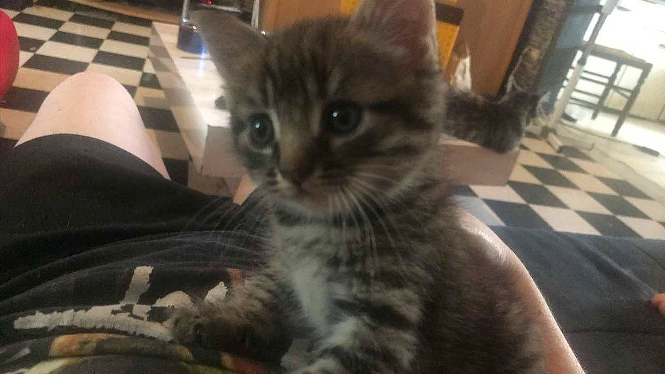 Tigrou