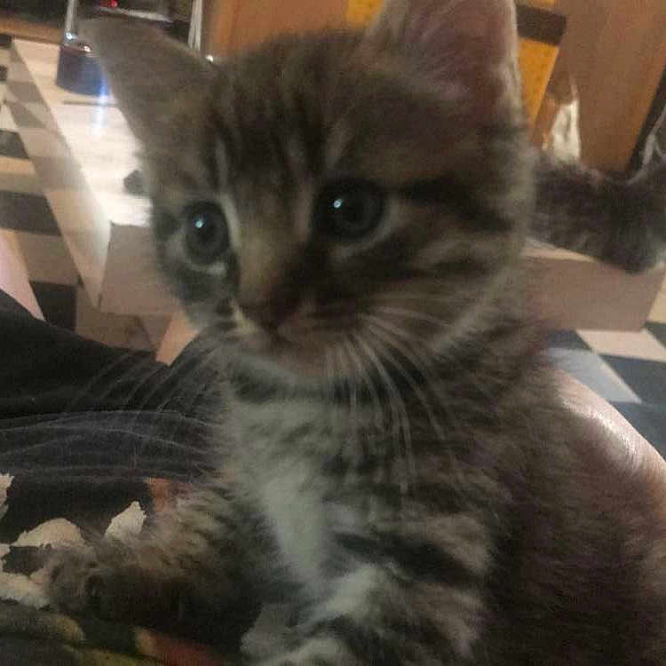 Tigrou