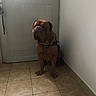 Oslo a rejoint le concours — aidez-le/la à gagner de superbes lots ! dog, bulldog, pet, animal, sitting, indoors, hallway, door, tile_floor, brown, wrinkles, collar, harness, paws, ears, short-haired, portrait, corner, home, funny