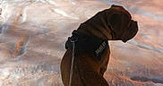 Oslo participe au concours pour gagner de l'argent avec cette photo : animal, back_view, brown_dog, cold_weather, dog, harness, leash, night, outdoors, park, pet, pink_lighting, shar_pei, snow, snowy_ground, standing, trees, walking, winter, wrinkles