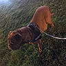 Oslo a rejoint le concours — aidez-le/la à gagner de superbes lots ! dog, brown_dog, bulldog, outdoors, grass, field, leash, harness, walking, standing, sniffing, pet, animal, wrinkles, short_coat, tail, nature, garden, daylight, portrait