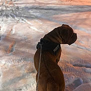 Oslo participe au concours pour gagner de l'argent avec cette photo : dog, brown_dog, snow, snowy_landscape, winter, outdoor, night, streetlight, harness, leash, walking, standing, wrinkles, short_hair, animal, pet, park, trees, snowdrifts, winter_walk