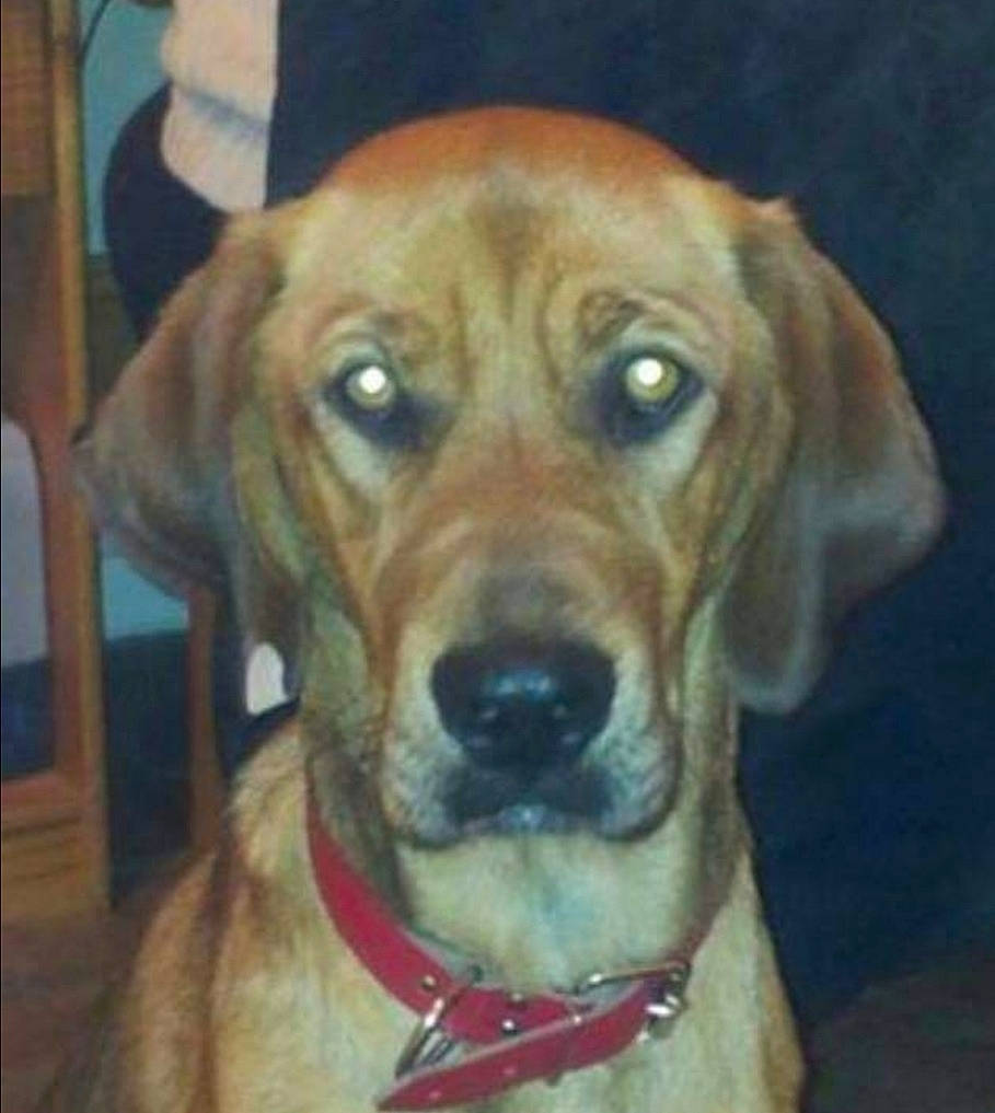 Helka a rejoint le concours — aidez-le/la à gagner de superbes lots ! ancient_dog_breeds, beagador, black_mouth_cur, broholmer, canidae, carnivore, companion_dog, coonhound, dog, dog_breed, fawn, hound, labrador_retriever, mammal, mountain_cur, rare_breed_dog, rhodesian_ridgeback, snout, sporting_group, vertebrate