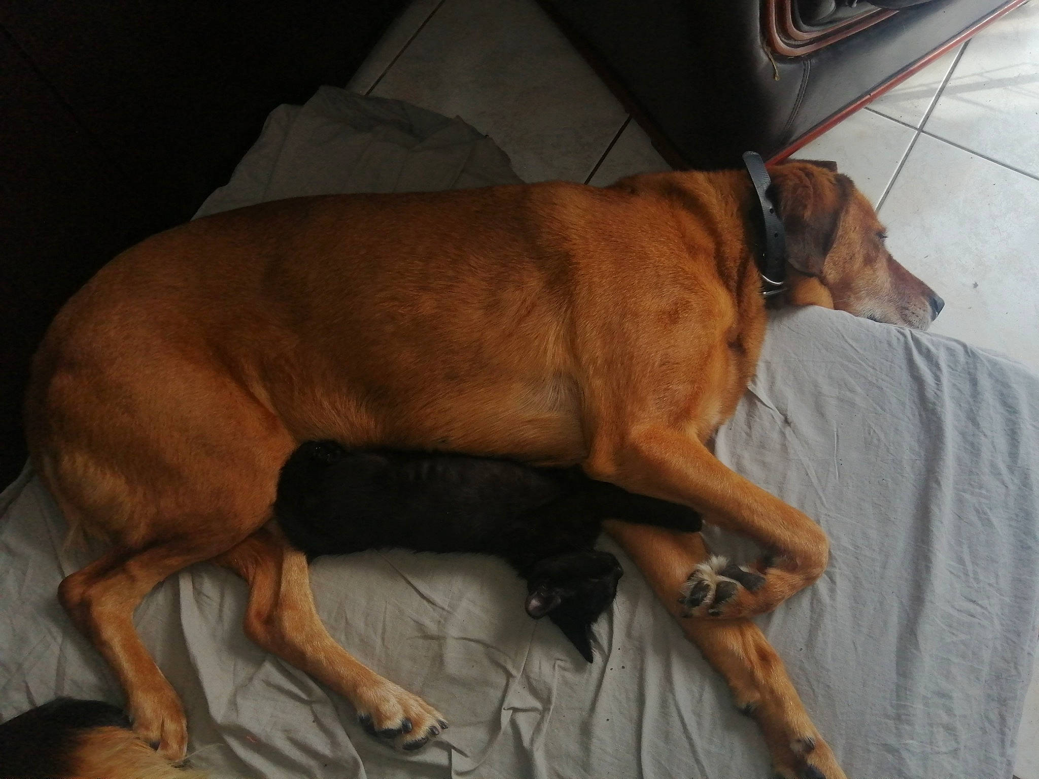 Helka a rejoint le concours — aidez-le/la à gagner de superbes lots ! canidae, carnivore, collar, comfort, companion_dog, dog, dog_breed, dog_collar, dog_supply, fawn, guard_dog, liver, non_sporting_group, pet_supply, snout, sporting_group, tail, terrestrial_animal, toy_dog, working_animal