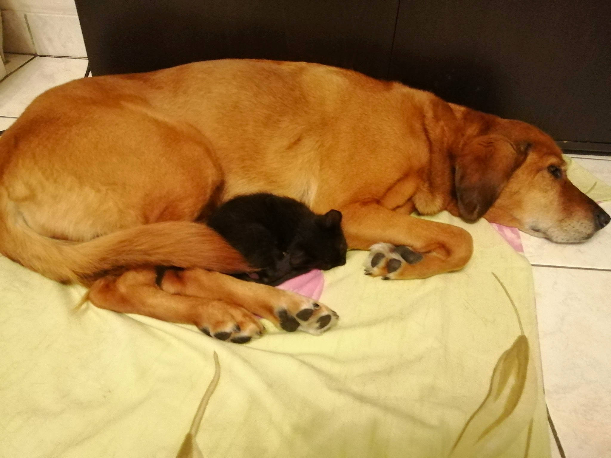 Helka participe au concours pour gagner de l'argent avec cette photo : canidae, carnivore, comfort, companion_dog, dog, dog_breed, dog_supply, fawn, flooring, fur, hardwood, linens, liver, nap, paw, pet_supply, snout, sporting_group, tail, working_animal