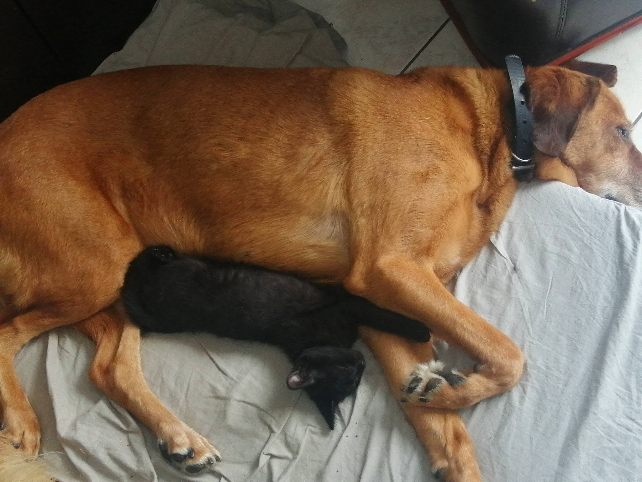 Helka participe au concours pour gagner de l'argent avec cette photo : carnivore, collar, comfort, companion_dog, dog, dog_breed, dog_supply, ear, fawn, fur, guard_dog, liver, nap, pet_supply, snout, sporting_group, tail, terrestrial_animal, whiskers, working_animal