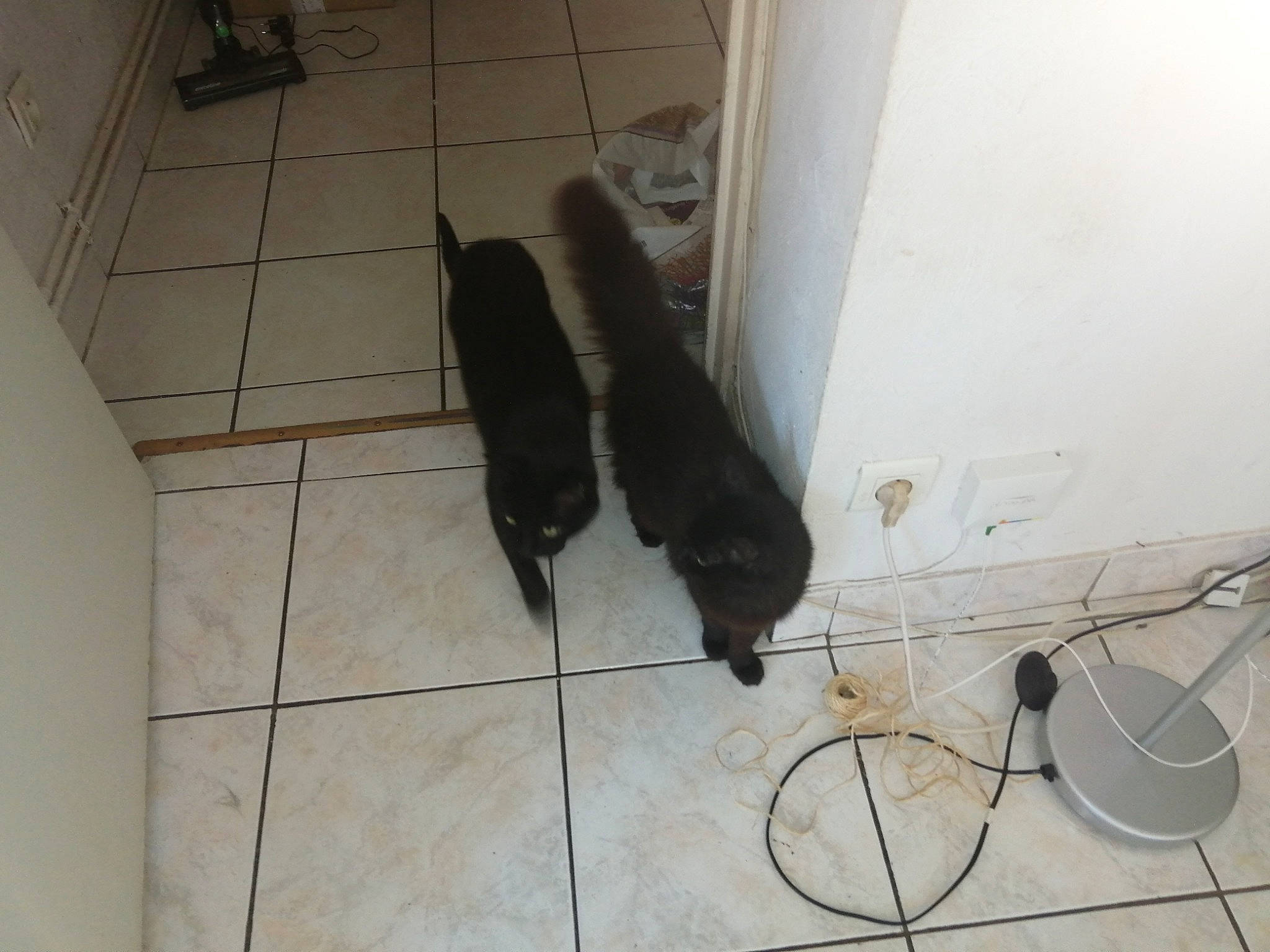 Tigrou Et Moumounette participe au concours pour gagner de l'argent avec cette photo : canidae, cat, dog_breed, floor, flooring, footwear, shoe, sporting_group, tail, tile