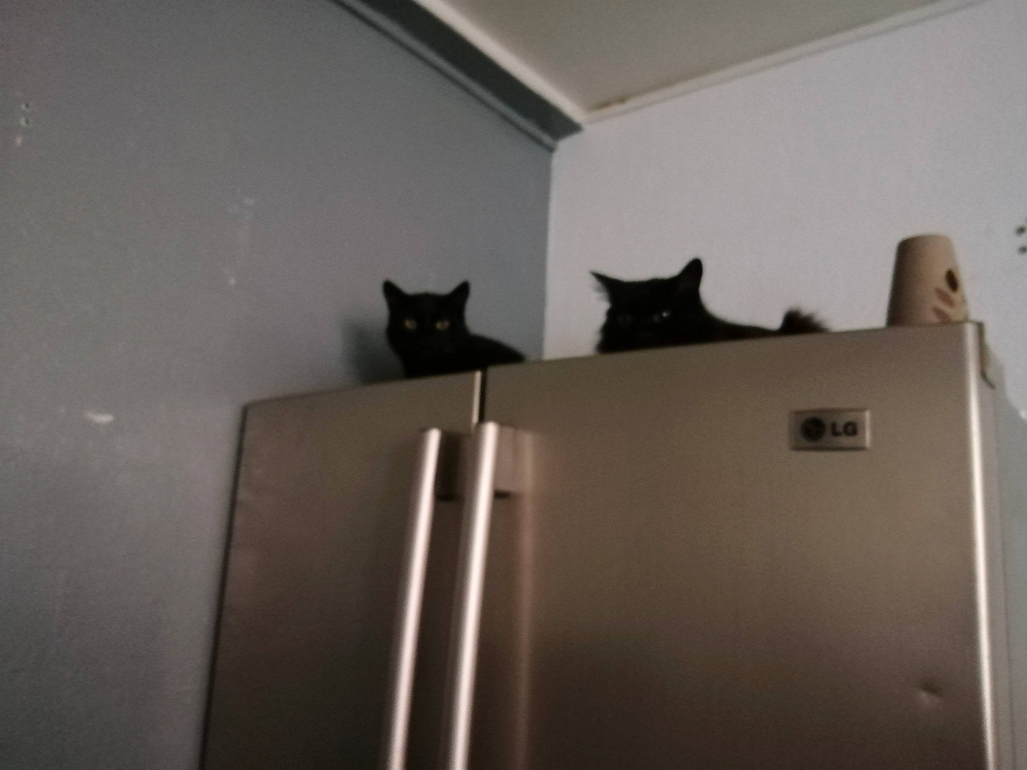 Tigrou Et Moumounette participe au concours pour gagner de l'argent avec cette photo : black, black_cat, carnivore, cat, ceiling, domestic_short_haired_cat, door, felidae, floor, house, kitten, room, small_to_medium_sized_cats, wall, whiskers