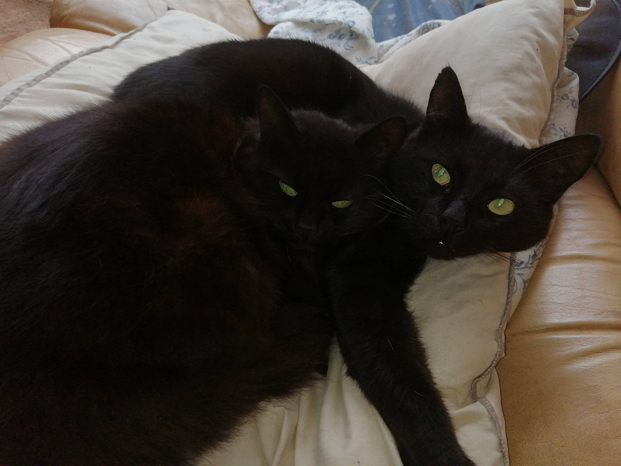 Tigrou Et Moumounette